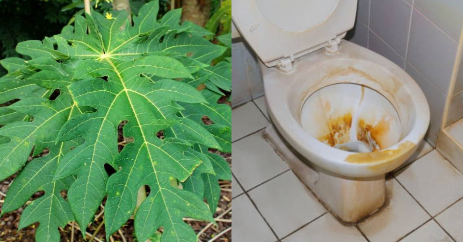 Bathroom Cleaning With Papaya Leaf