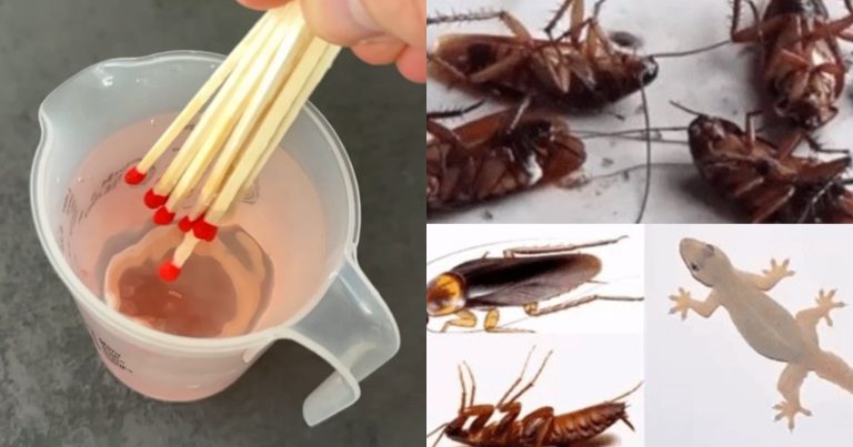 Get Rid Of Lizards And Cockroaches