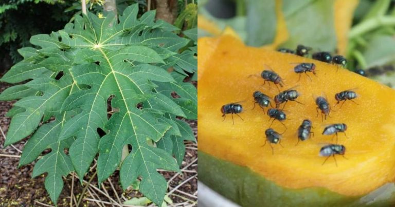 Home Made House Fly Repellent