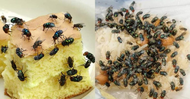 How To Get Rid Of House Flies Tip