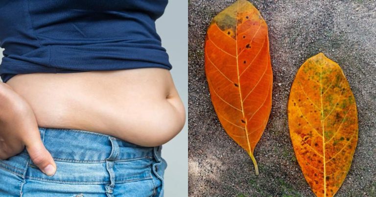 Belly Fat And Weight Lose Remedy Using Jack Fruit Leaf