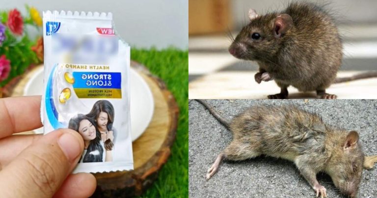 Get Rid Of Rats Using Shampoo