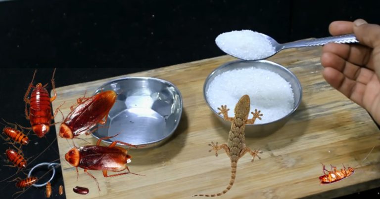 Sugar Tip To Get Rid Of Lizard And Cockroach Away