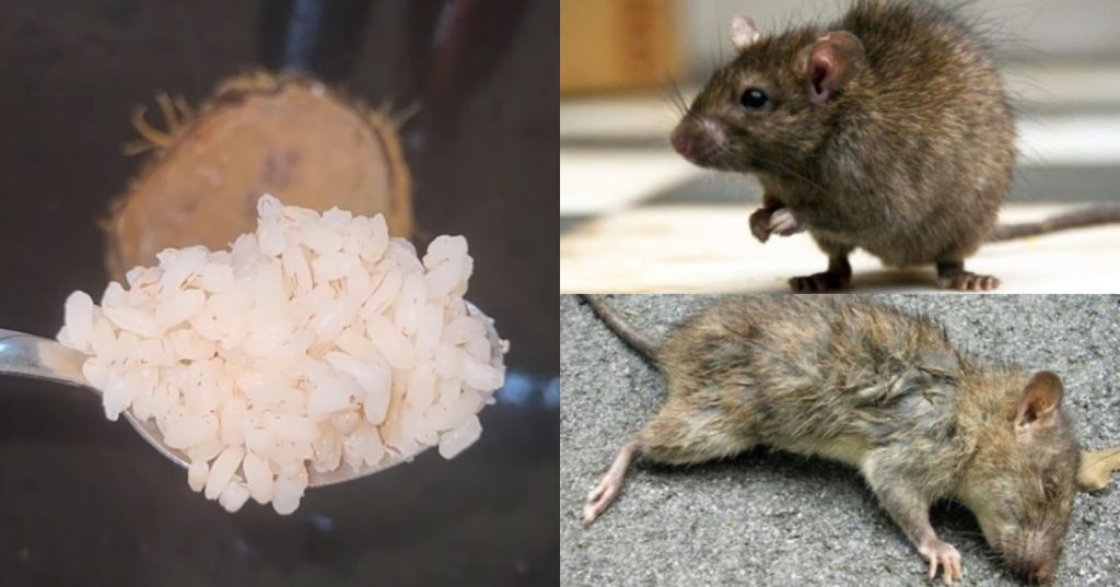 More Rats Eats Rice Get Rid Of Rat Using Rice | ഒരു സ്പൂൺ ചോറ് മതി.!! എലി, പെരുച്ചാഴിയെ ...