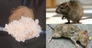 Get Rid Of Rat Using Rice