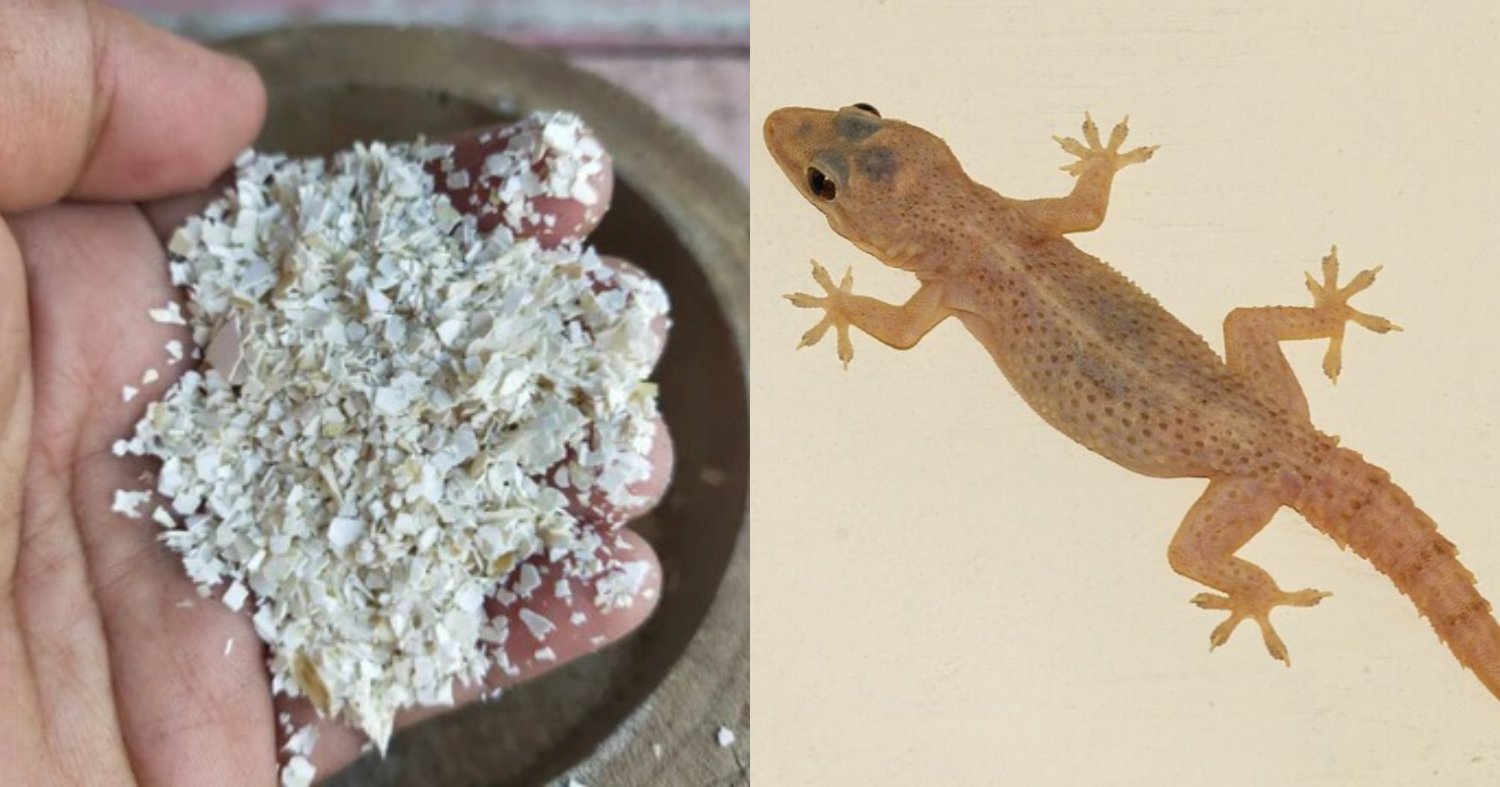 Get Ride OF Lizards Using Egg Shell Trick : മുട്ടത്തോട് വീട്ടിൽ ഉണ്ടോ ...