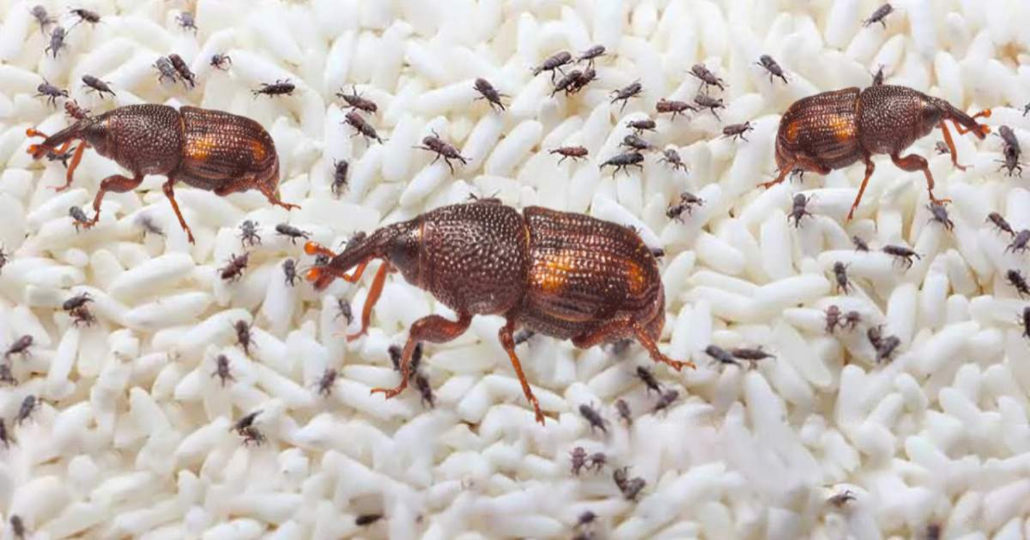 How to Get Rid of Rice Bugs