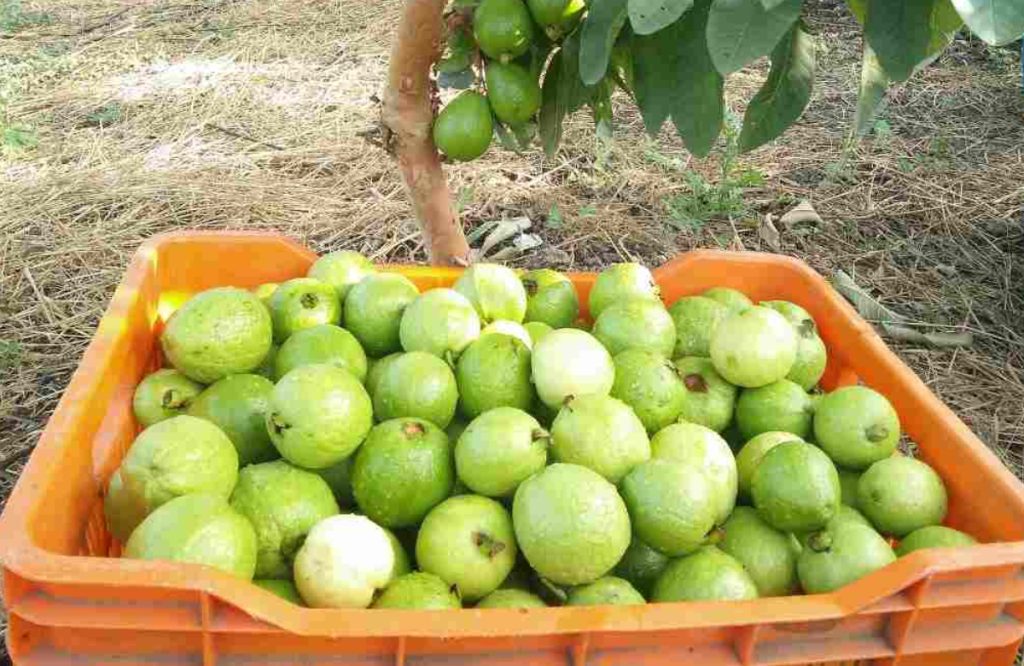 Guava cultivation tip 2