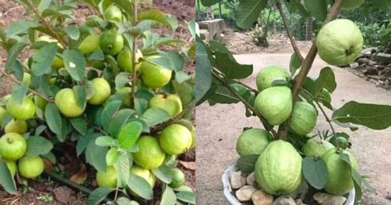 Guava cultivation tip