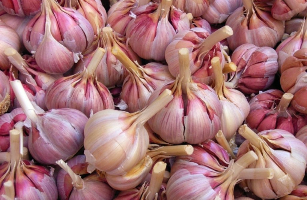 How To Grow Garlic At Home Fast Easy 2