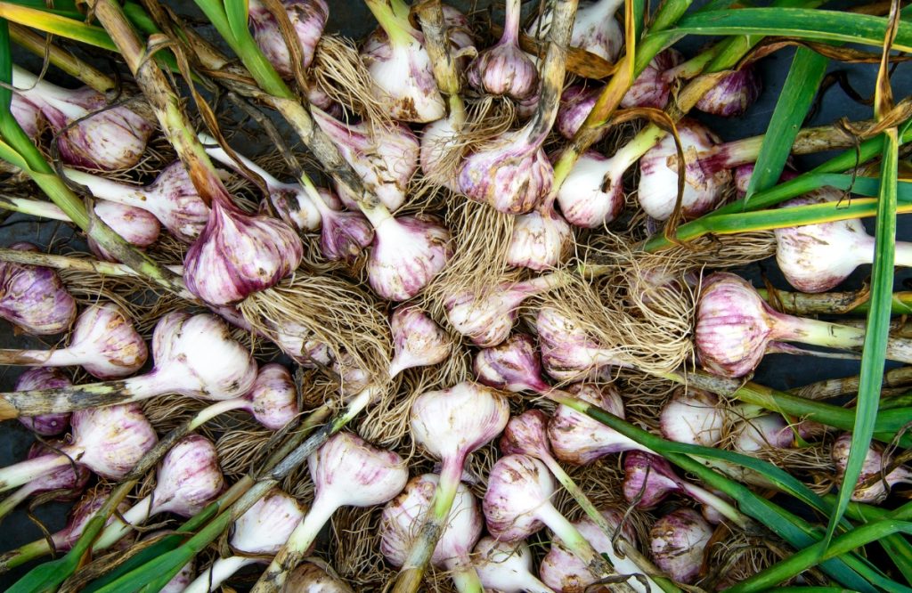 How To Grow Garlic At Home Fast Easy 3