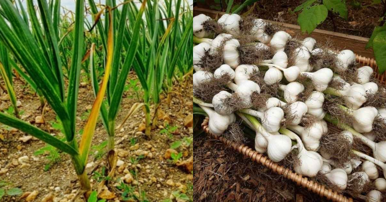 How To Grow Garlic At Home Fast Easy