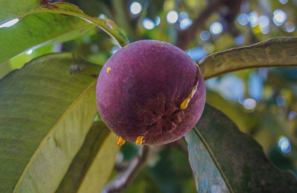 Mangosteen Cultivation Easy Tips 2