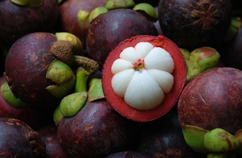 Mangosteen Cultivation Easy Tips 3