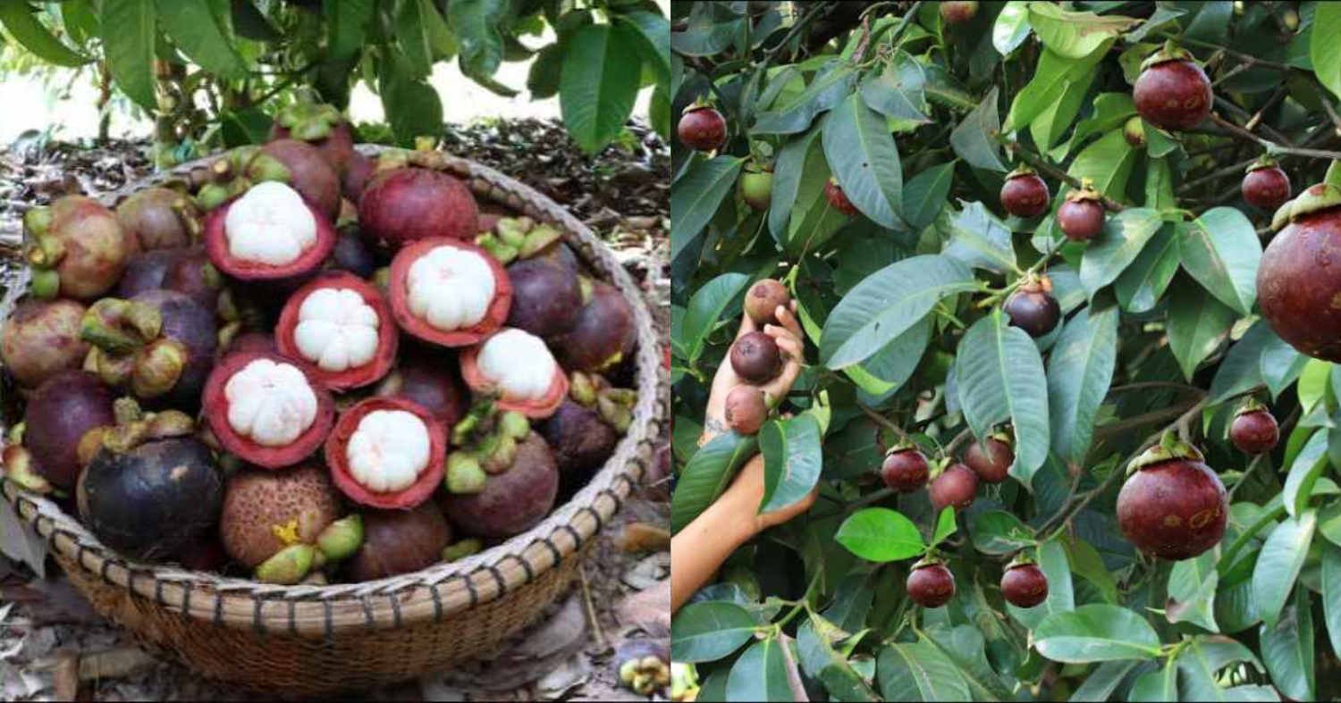 Mangosteen Cultivation Tips