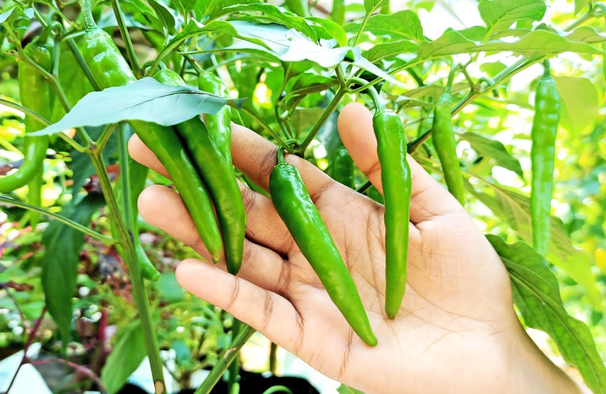 Chilli Plant For Money - പച്ചമുളക് വീടിന്റെ ഈ ഭാഗത്ത് നട്ട് വളർത്തിയാ ...