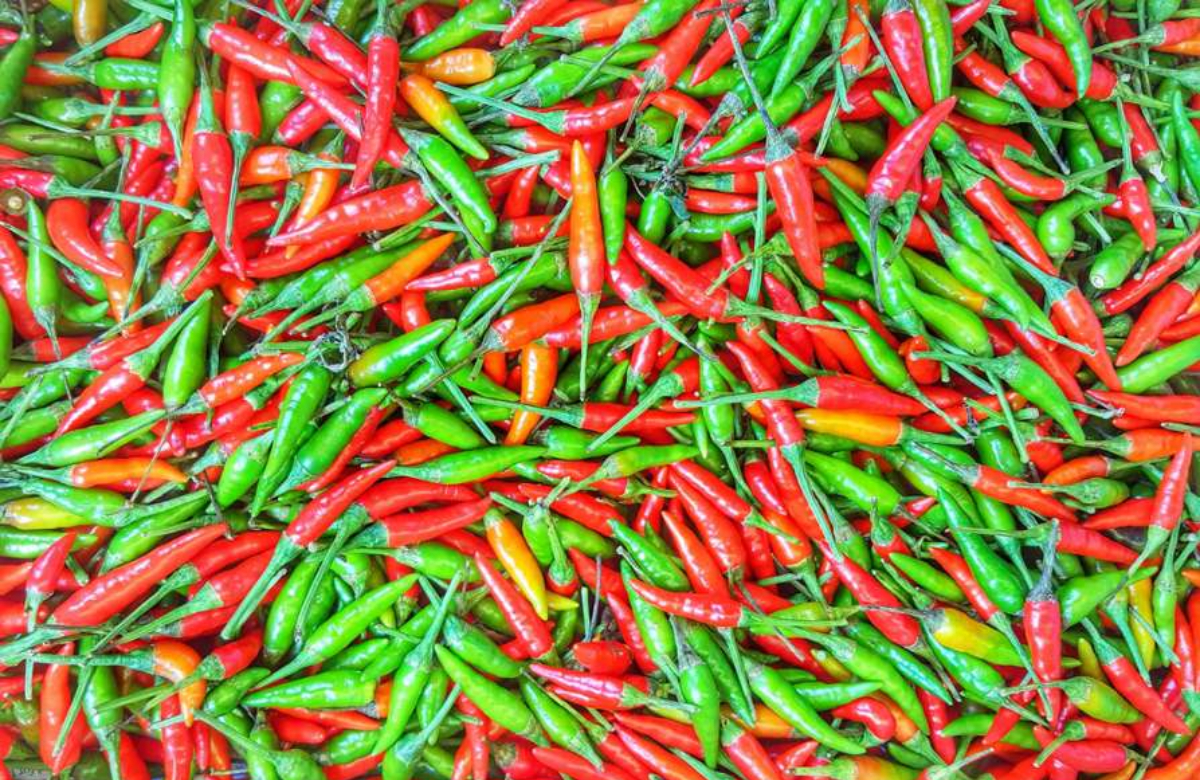 Chilli Plant For Money - പച്ചമുളക് വീടിന്റെ ഈ ഭാഗത്ത് നട്ട് വളർത്തിയാ ...