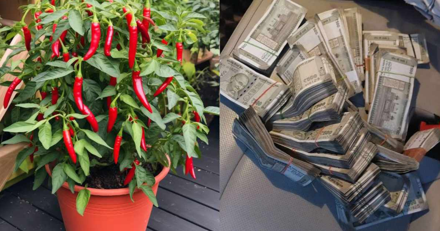 Chilli Plant For Money