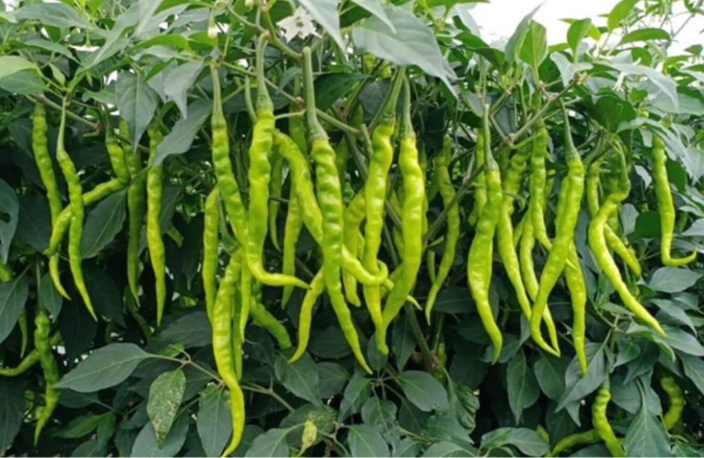 Green Chilli Cultivation Tips Using Kattarvazha 2