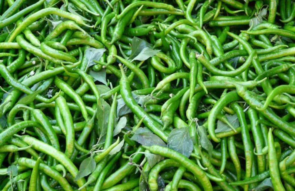 Green Chilli Cultivation Tips Using Kattarvazha 3