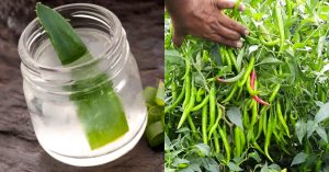 Green Chilli Cultivation Tips Using Kattarvazha