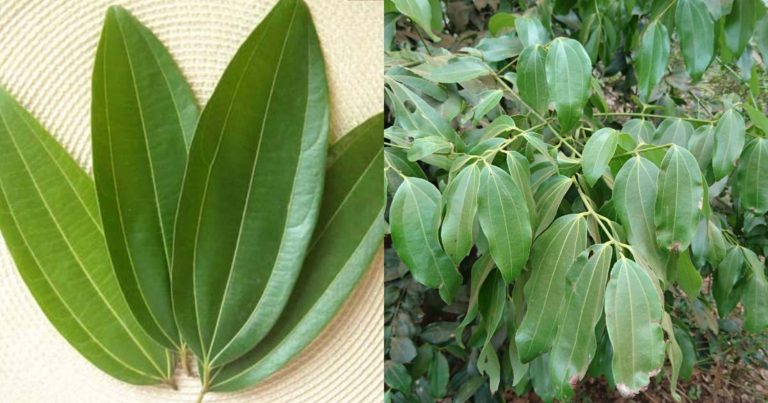 Bay Leaves Benefit