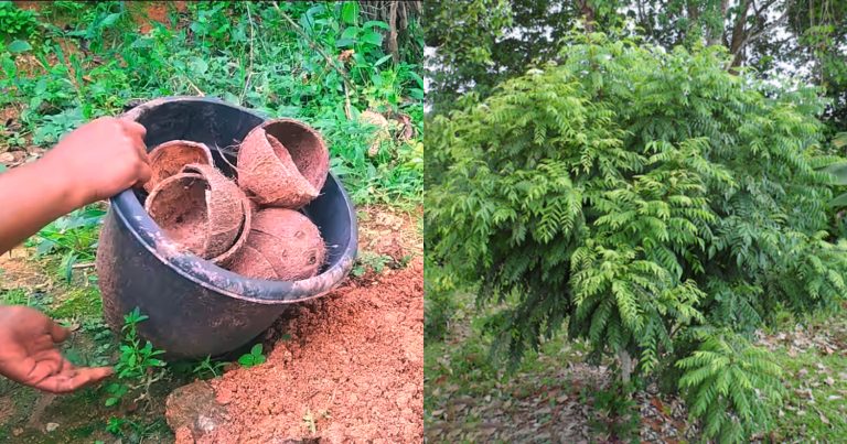 Curry Leaves Cultivation Ideas Using Coconut Shell