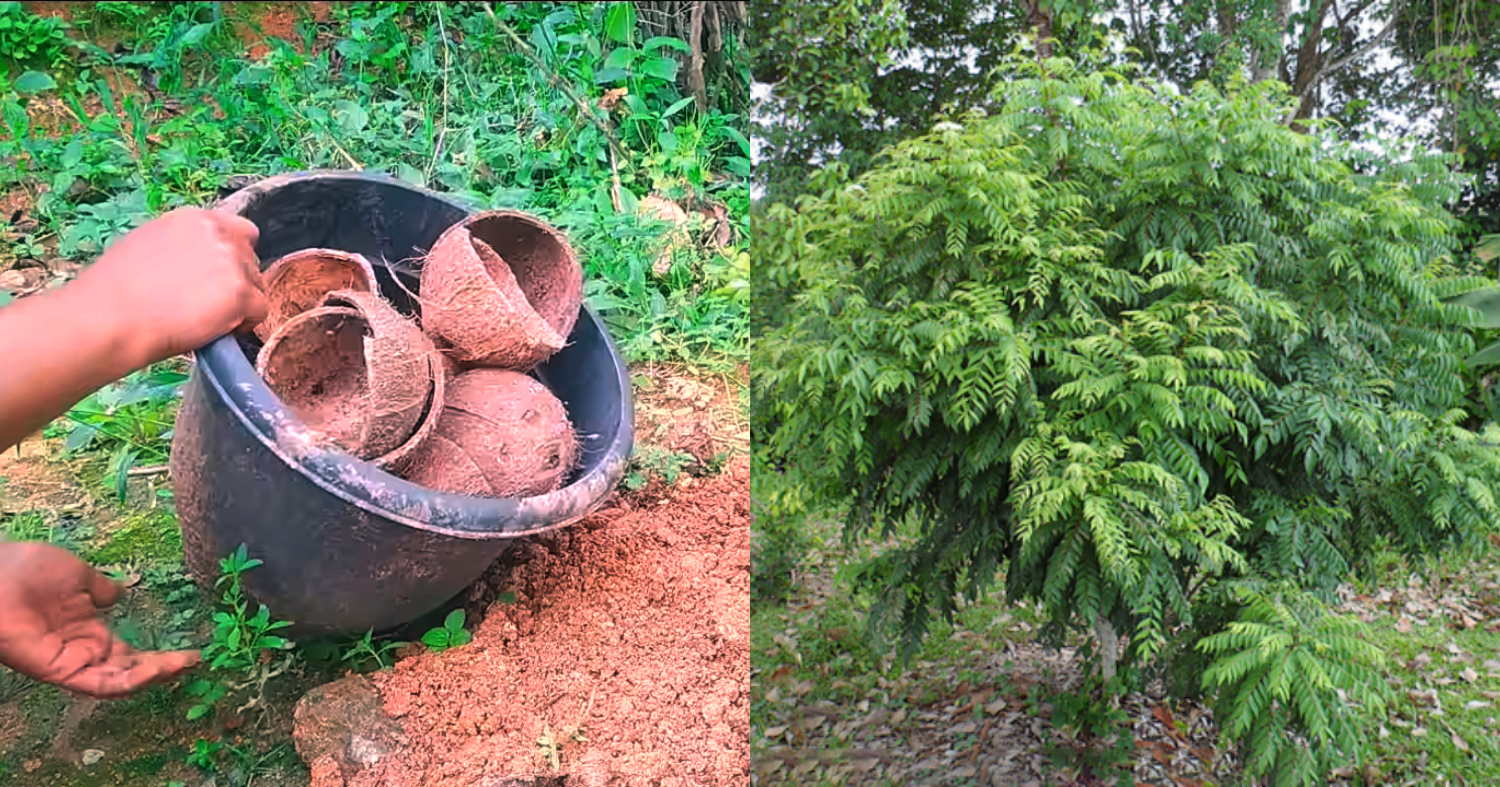 Curry Leaves Cultivation Ideas Using Coconut Shell