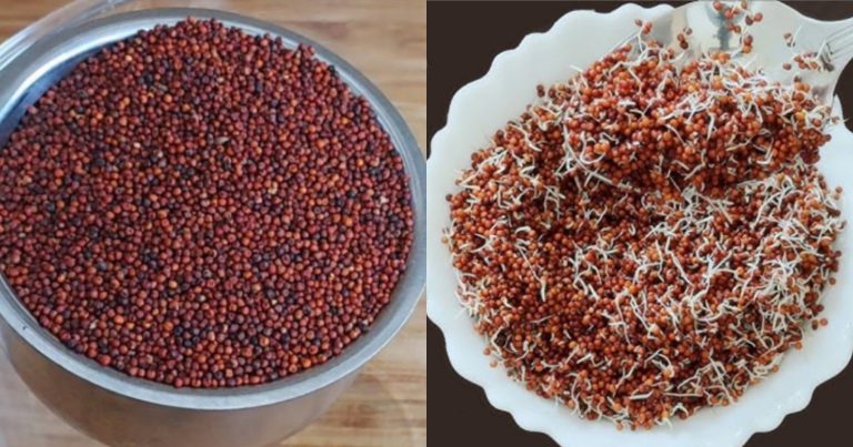 Ragi Mulappichathu Benefits