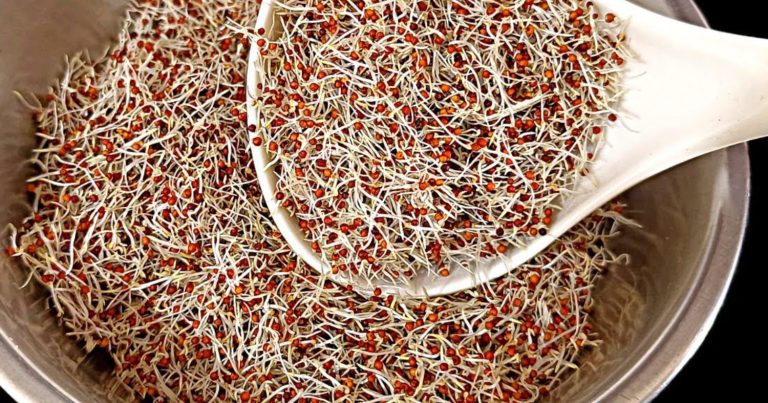 Recipe And Benefits Of Ragi Mulappichathu