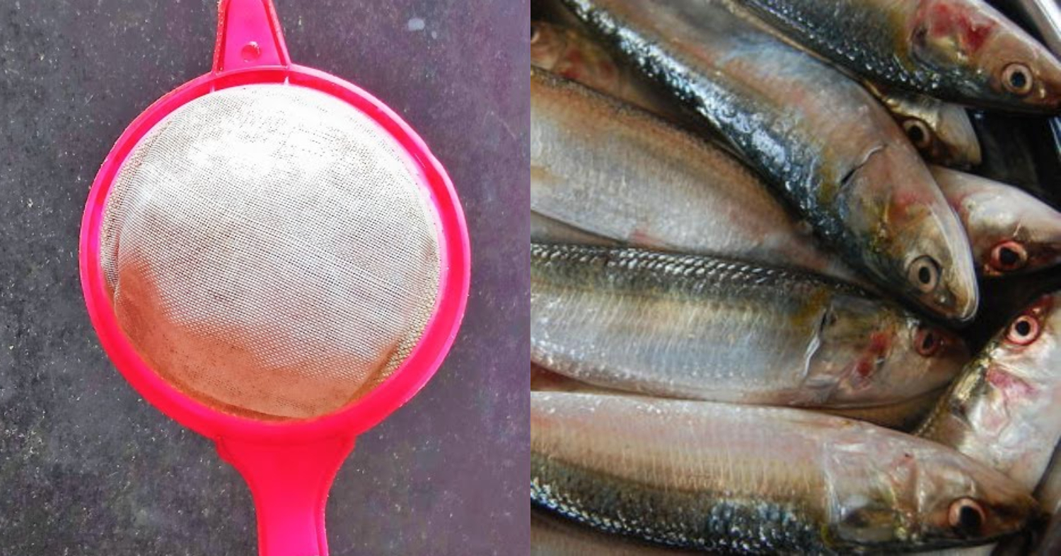 Sardine Fish Cleaning Easy Trick