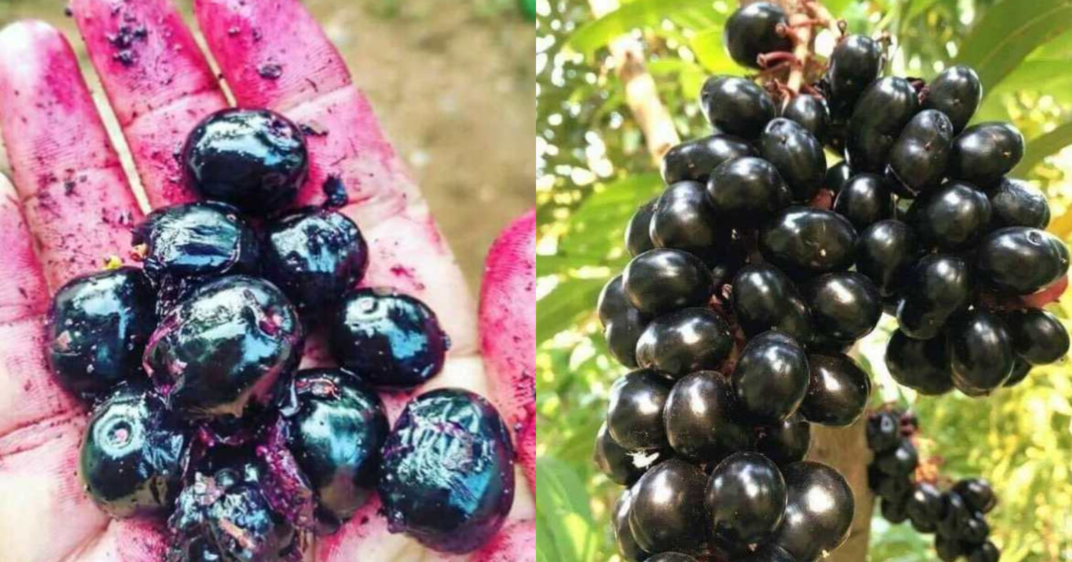 Benefits of Jamun Fruit