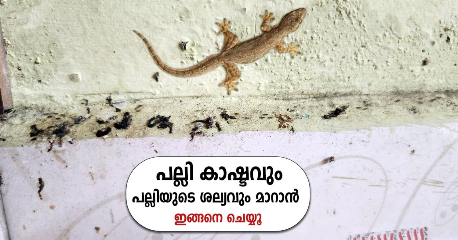 Get Rid of Lizard from Home