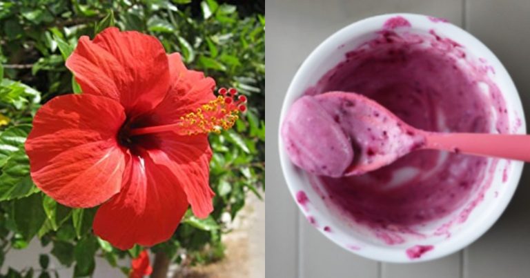 Hibiscus Natural Face Pack