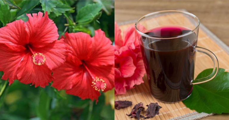 Hibiscus Tea Benefits