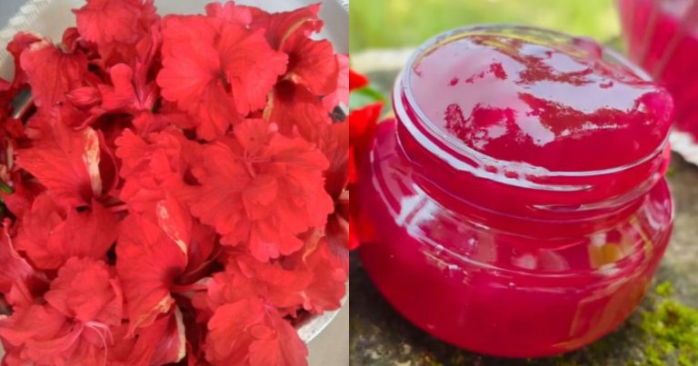 Home Made Hibiscus Jel Recipe