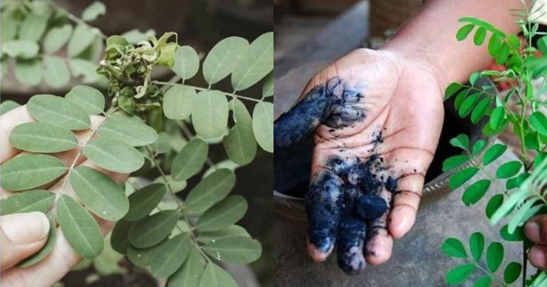 Indigo Plant For Hair Dye