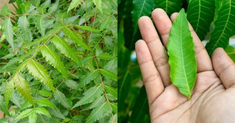 Neem Leaf Benefits