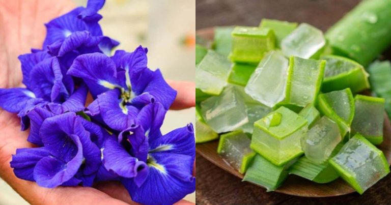 Sankupushpam Aloe Vera Cream