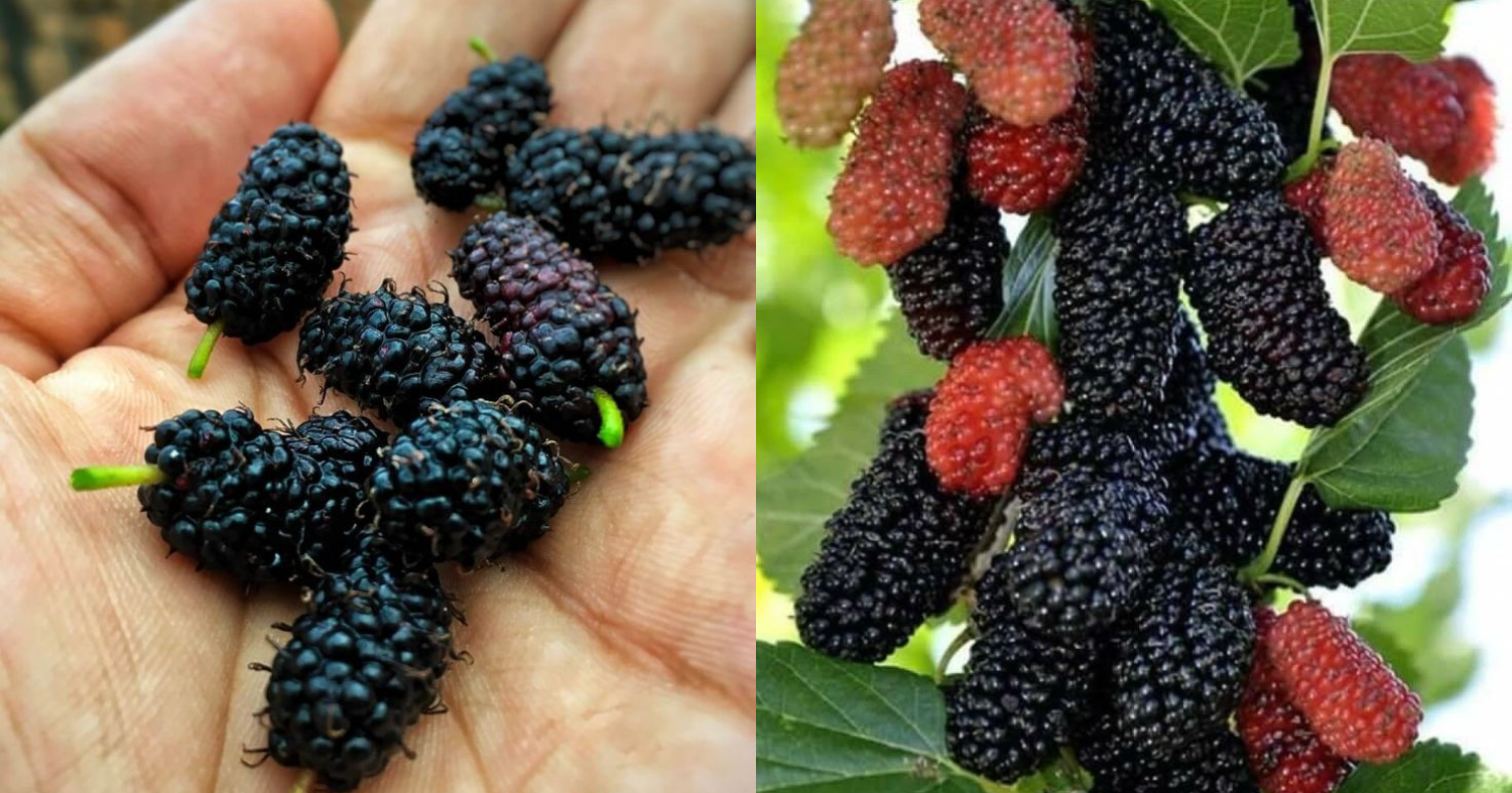 Benefits Of Mulberry