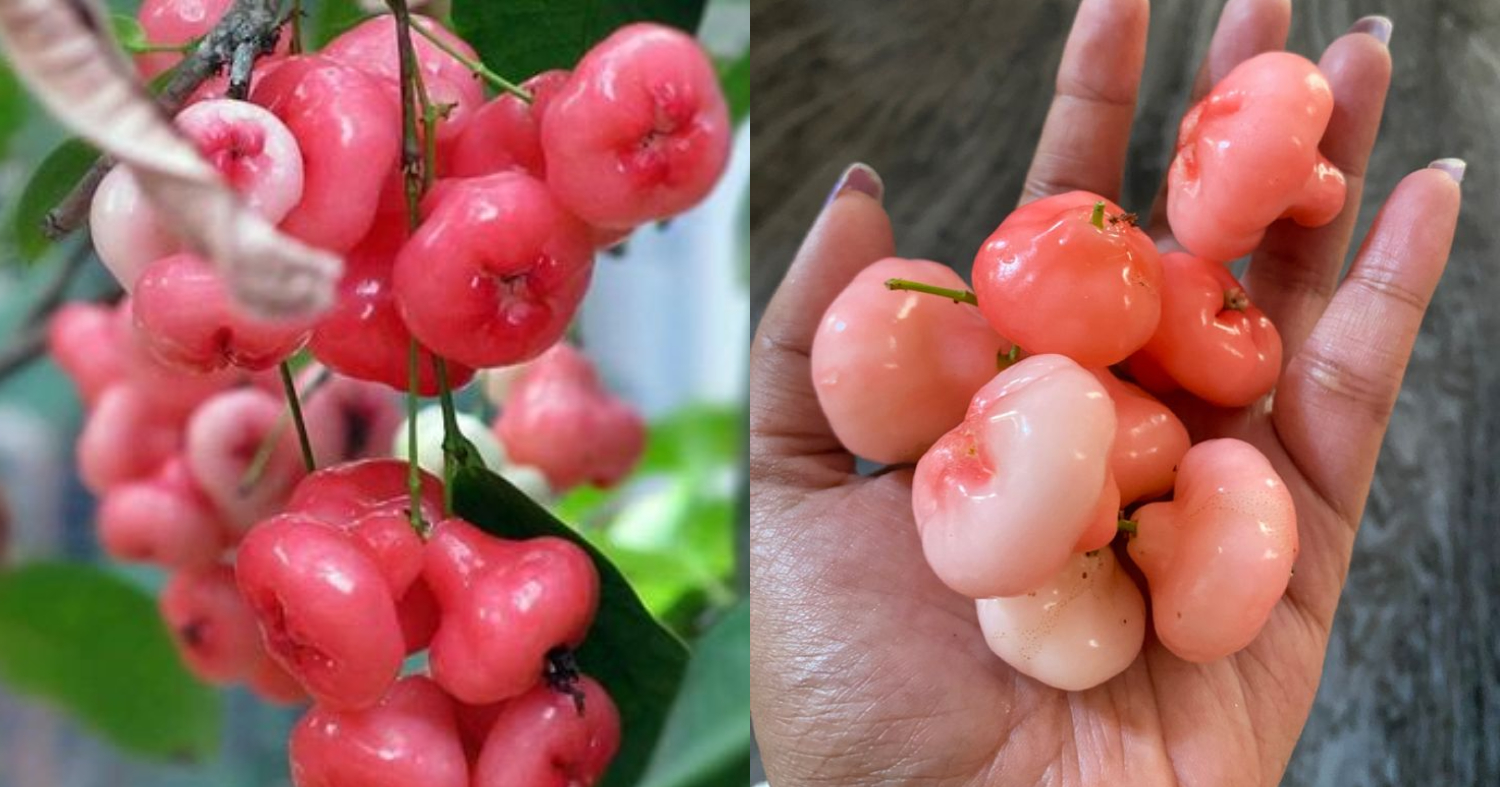 Benefits Of Rose Apple