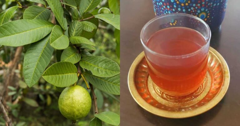 Guava Leaves Benefits