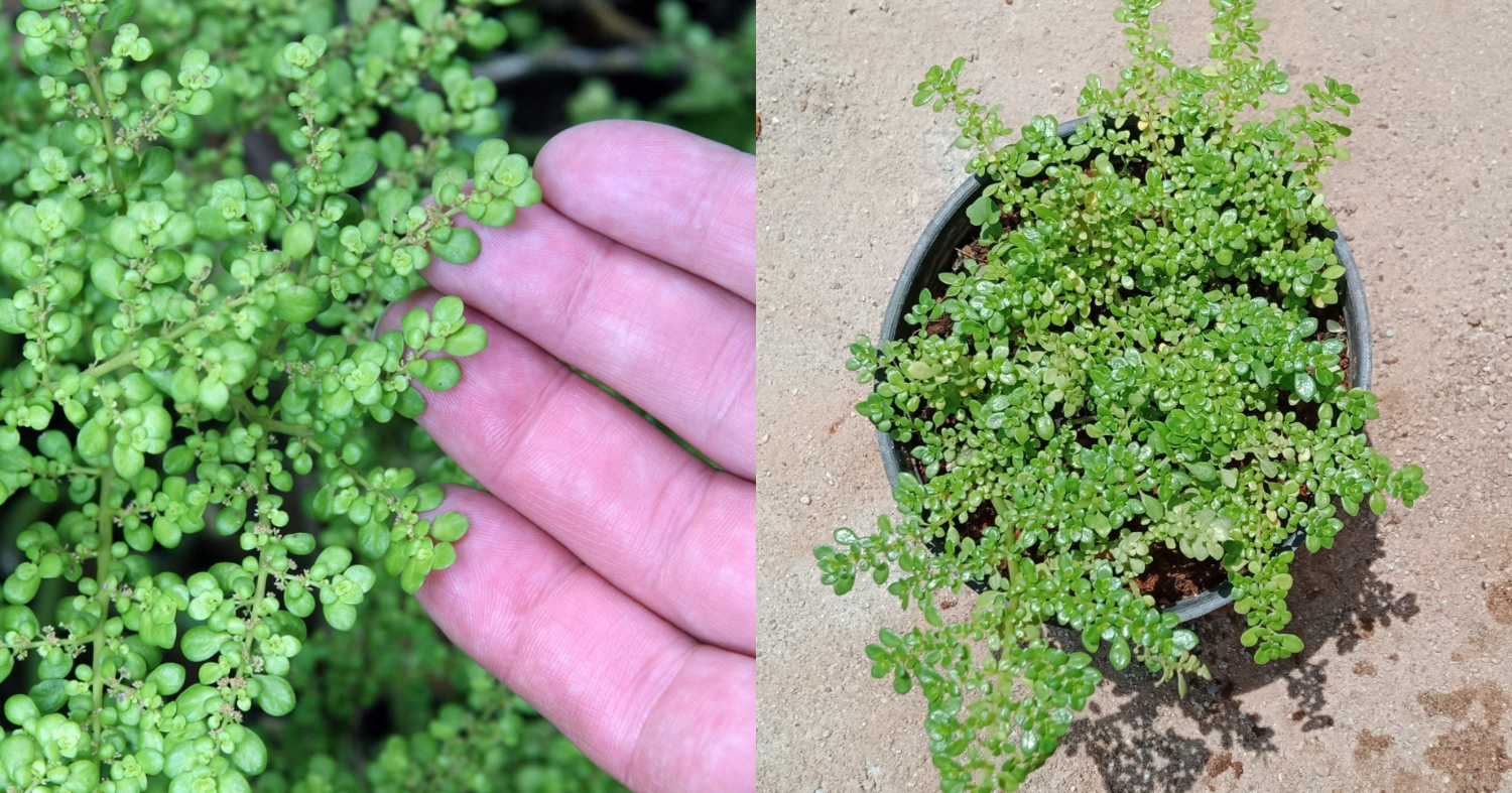 Pilea Microphylla Plant