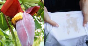 Banana Stain Removing Tip