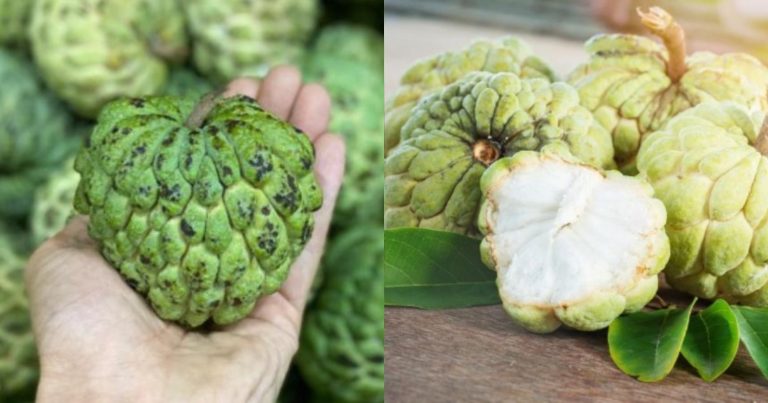 Benefits Of Seethapazham