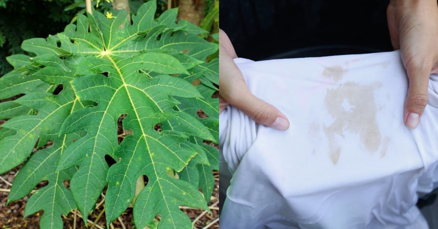 Easy Stain Removing Tips Using Papaya LeafEasy Stain Removing Tips Using Papaya Leaf