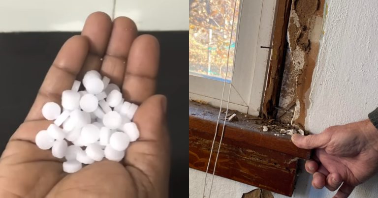 Easy Tip To Remove Termite