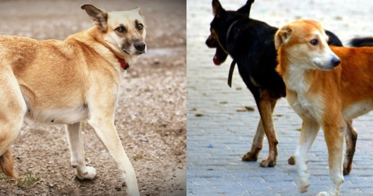 Get Ride OF Street Dogs