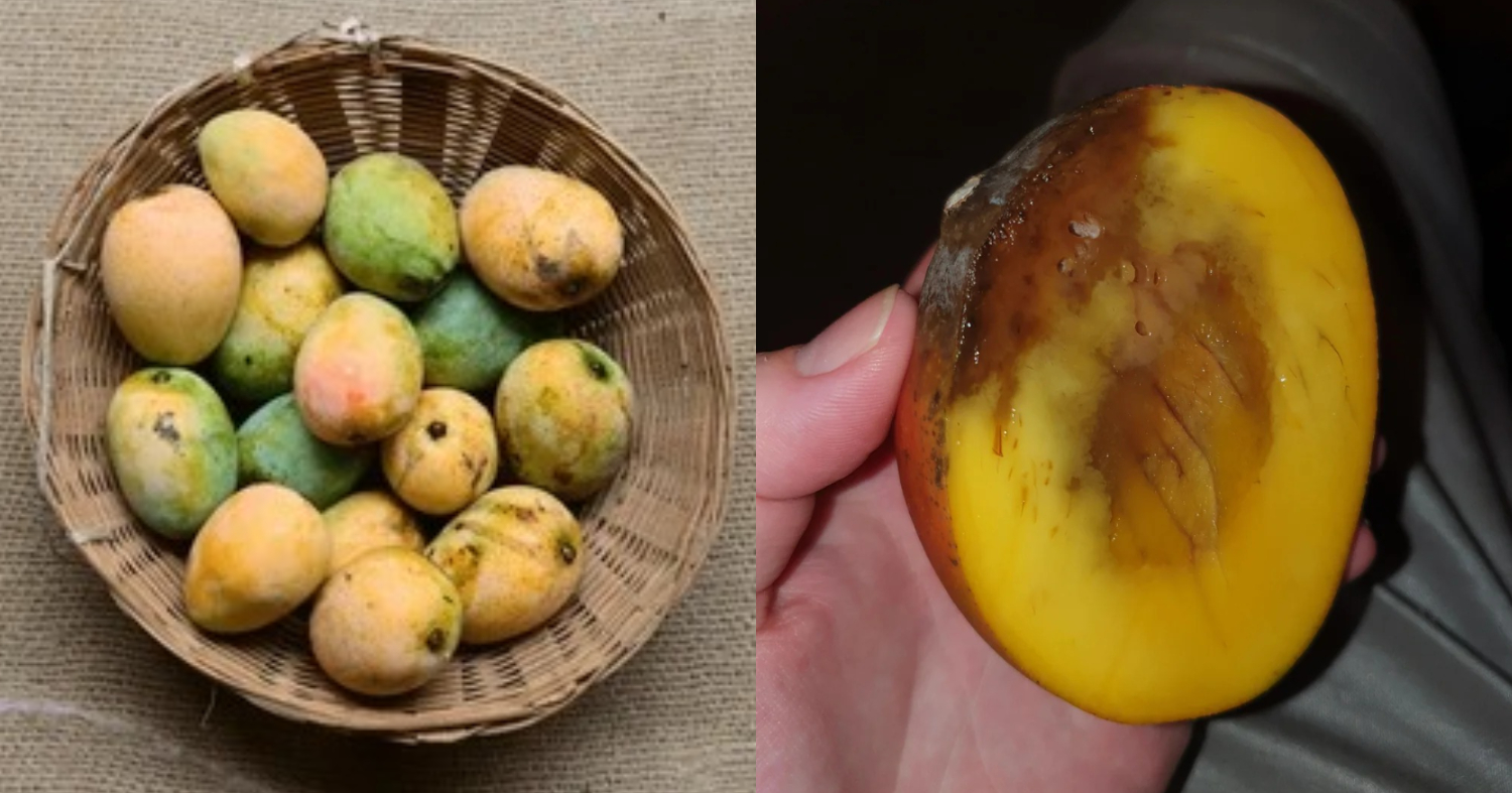How To Save Mangoes From Worms