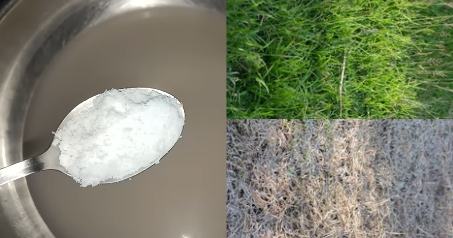 Easy Weeds Removing Tricks